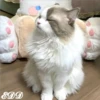 🎄Gatitos 2😺 15