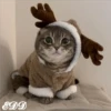 🎄Gatitos 2😺 16