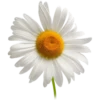 Flowers by sononicola 17