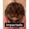 gatitos2 14