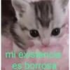 gatitos2 15