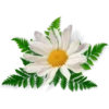 Flowers by sononicola 20