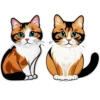 Meow Collection 12
