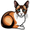 Meow Collection 14