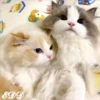 🎄Gatitos 2😺 19