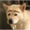 perro chistoso 11