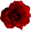 Flowers by sononicola 23