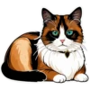 Meow Collection 17