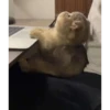 gatos 6