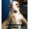 perro chistoso 12
