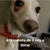 perro chistoso 13