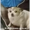 perro chistoso 14