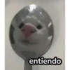 gatitos2 17