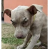 perro chistoso 15