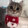 🎄Gatitos 2😺 20