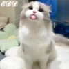 🎄Gatitos 2😺 21