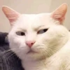 gatos 7