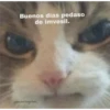 gatitos2 19