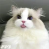 🎄Gatitos 2😺 22