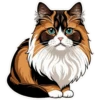 Meow Collection 25