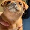 perro chistoso 17