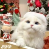 🎄Gatitos 2😺 24