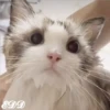 🎄Gatitos 2😺 25