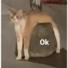 gatitos2 22