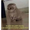 gatitos2 23