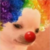 perro chistoso 18
