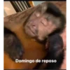 DOG 8