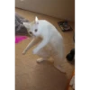 gatos 10