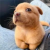 perro chistoso 19