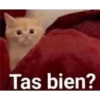 gatitos2 25