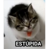 gatitos2 27