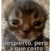 gatitos2 28