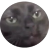 gatitos2 29