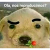 perro chistoso 23