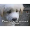perro chistoso 24