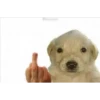 perro chistoso 25