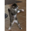 gatos 12