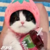 🎄Gatitos 2😺 29
