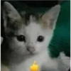gatitos2 30