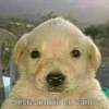 perro chistoso 28
