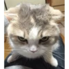 gatos 13