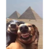 DOG 10