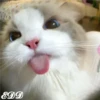 🎄Gatitos 2😺 30