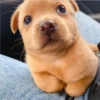 perro chistoso 29