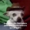 perro chistoso 30