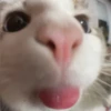 animal emotes 5